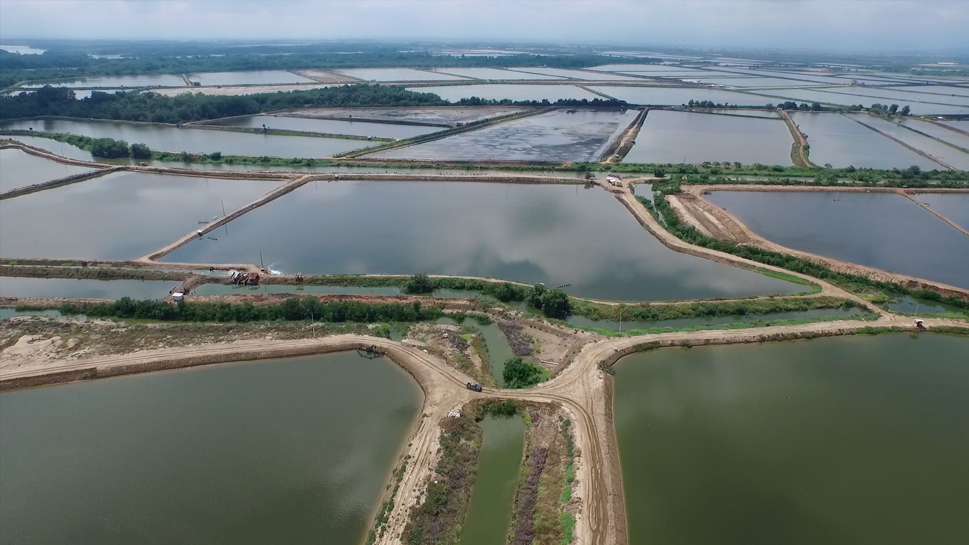 Dinoflagelados en camaroneras, alternativas de control