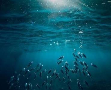 La ONU logra un acuerdo histórico para proteger la altamar