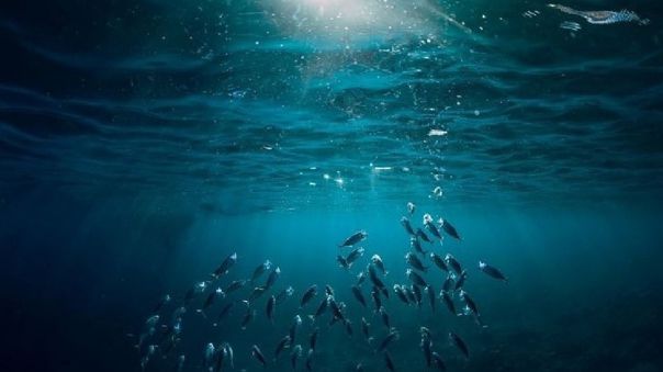 La ONU logra un acuerdo histórico para proteger la altamar