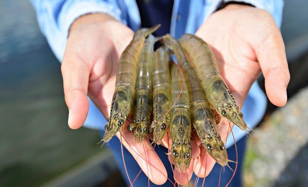 Tecnología avanzada de alimentación y nutrición acuícola