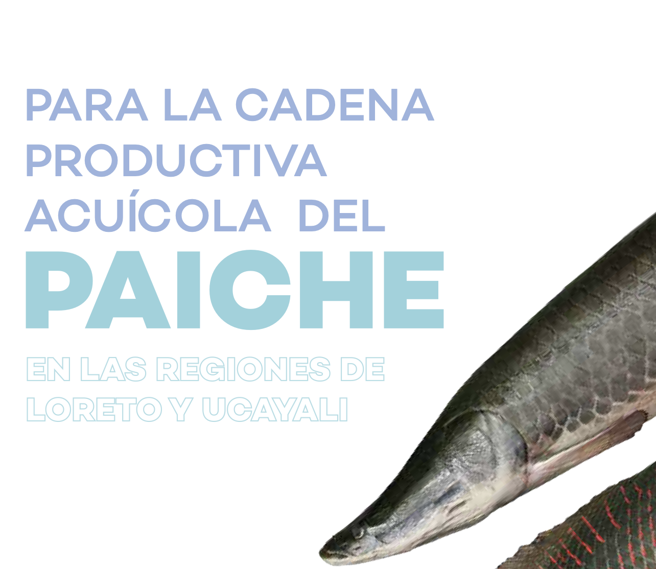 Plan de negocio para la cadena productive acuícola del PAICHE