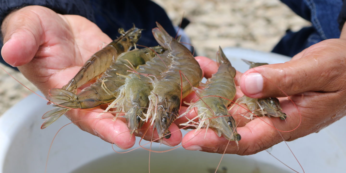 El patógeno emergente Enterocitozoon hepatopenaei (HP) impulsa un patrón cíclico degenerativo en el microbioma hepatopáncreas del camarón (Penaeus vannamei).