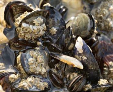 Miles de millones mejillones criados con esta técnica moderna – cultivo y recolección de mejillones