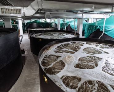 Una revisión científica analiza la potencialidad de los sistemas RAS para cultivo de langostinos tropicales