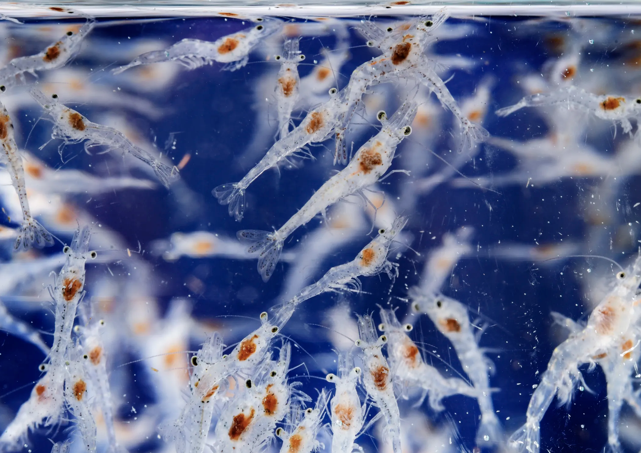 ¿Por qué no se debe culpar a la genética de camarones de crecimiento más rápido por las fallas en el cultivo?