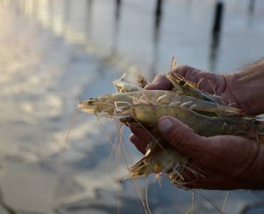 Hacia una industria camaronera neutra en carbono