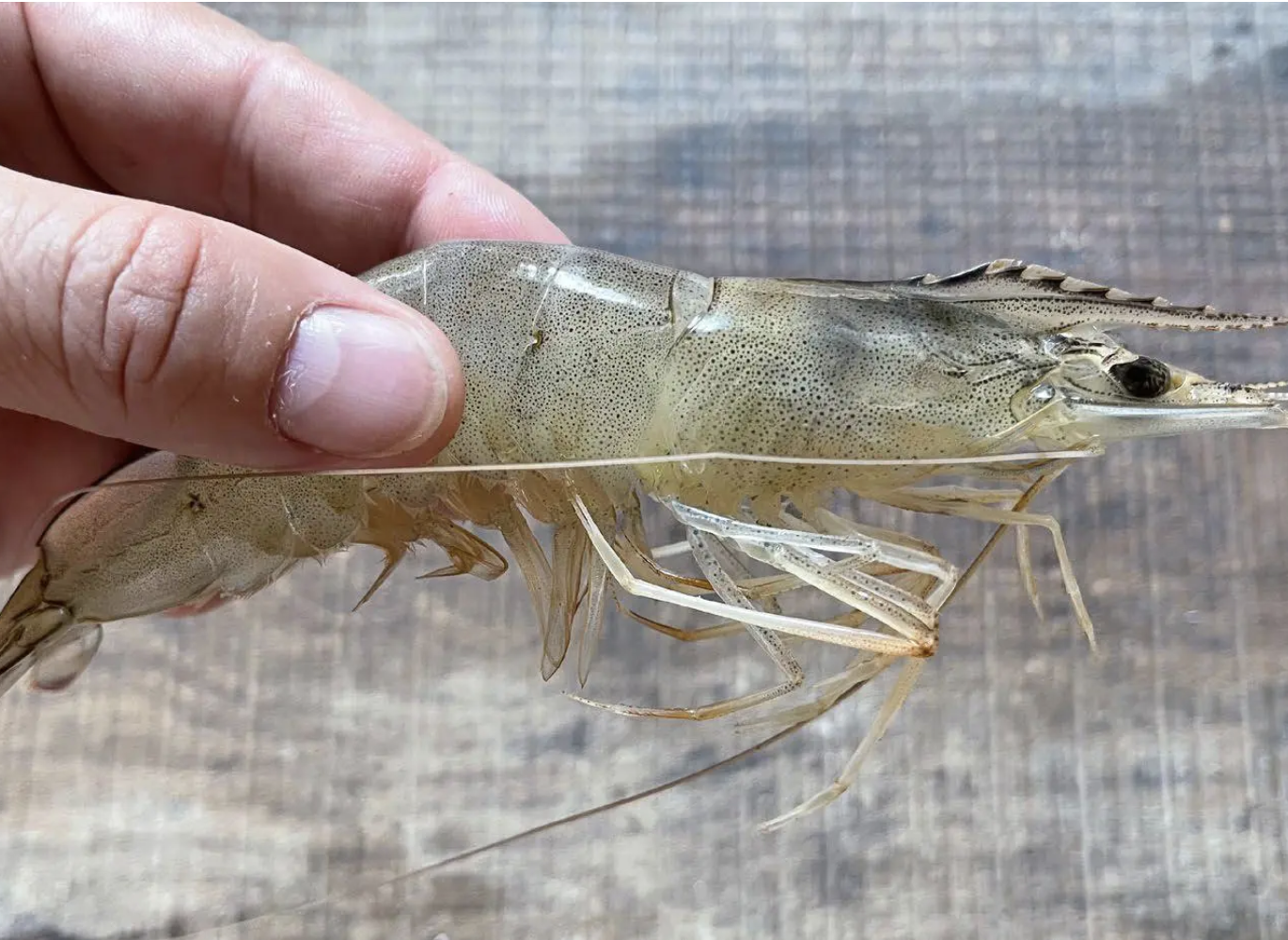 ¿Cuáles son algunos parámetros que los camaroneros deberían monitorear regularmente?