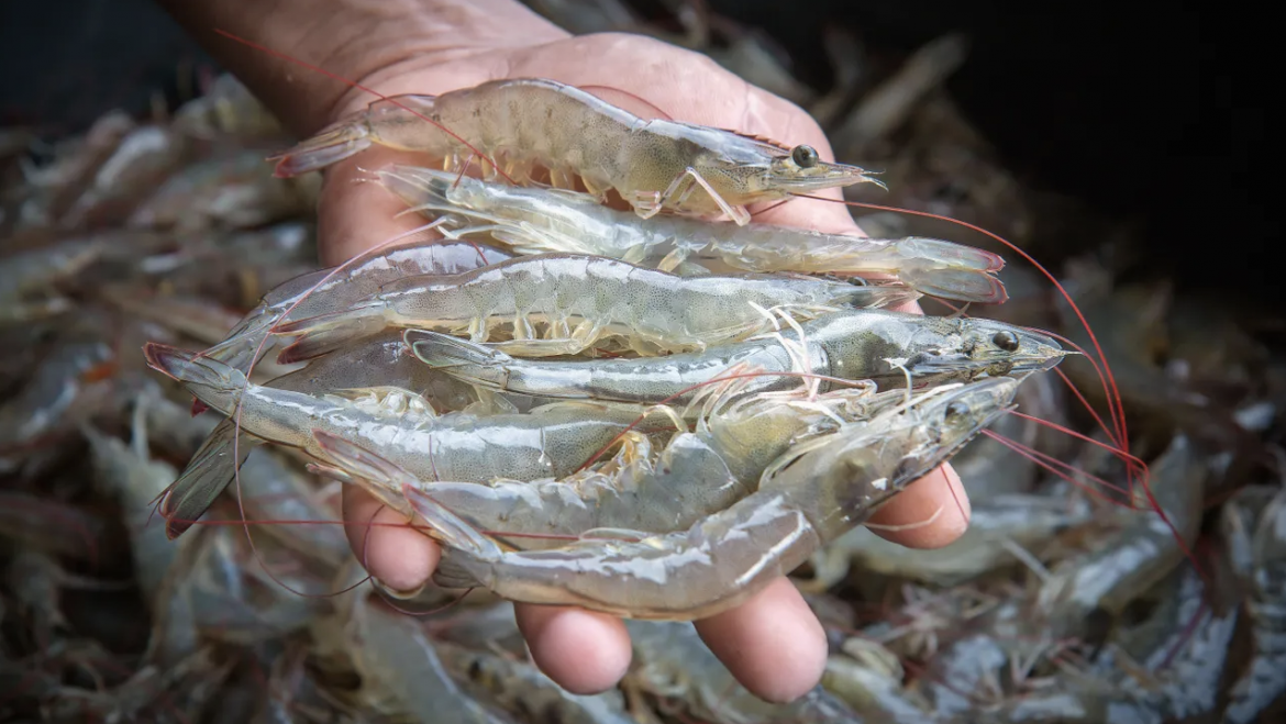 El camarón de cultivo Vannamei ecuatoriano, siguió batiendo récords