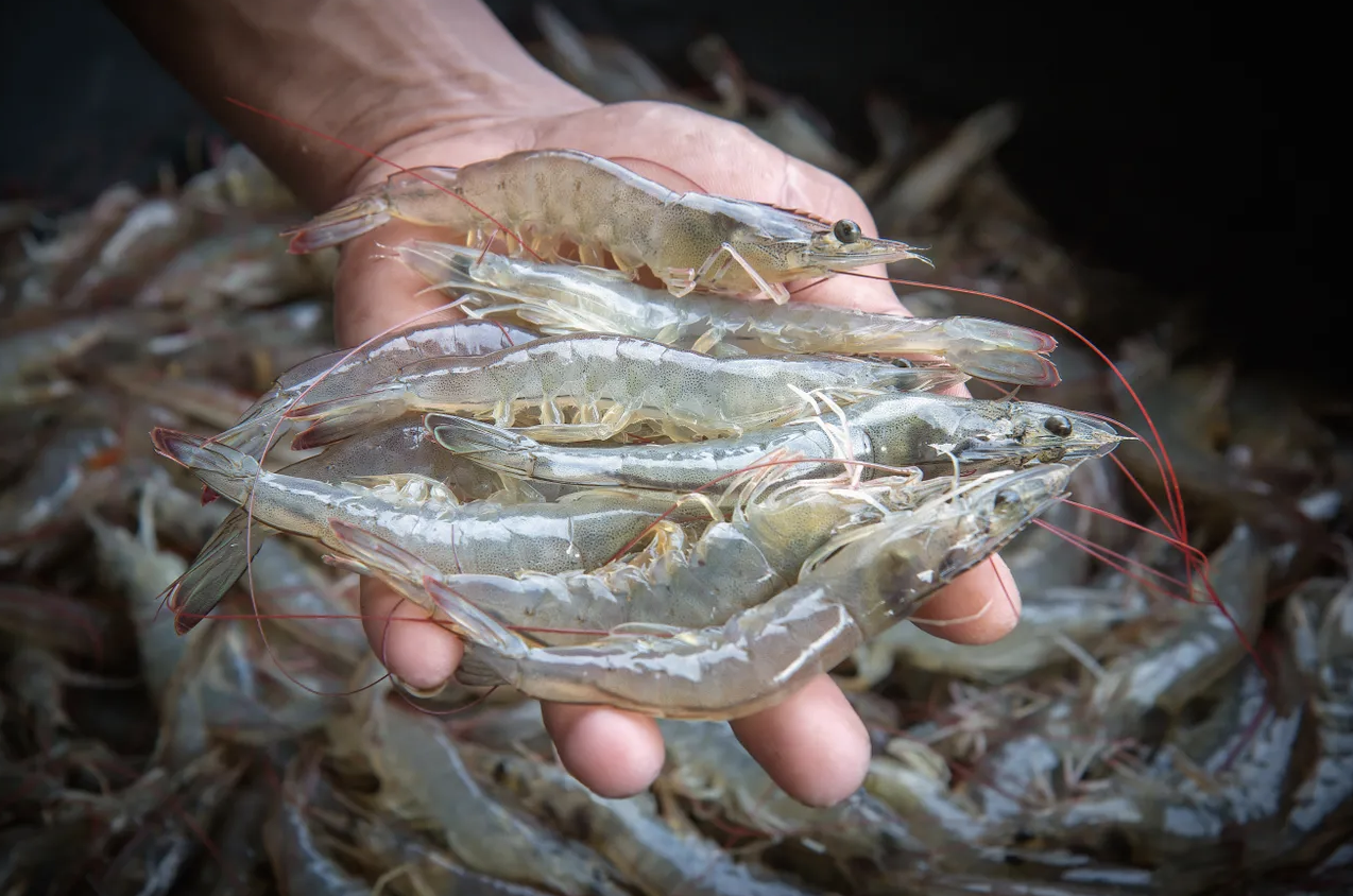 ¿Cuánto está mejorando realmente la genética la salud y las tasas de crecimiento del camarón vannamei de cultivo?