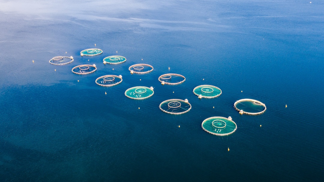 NewTechAqua avanza sobre cómo será la transformación digital a nivel de granja