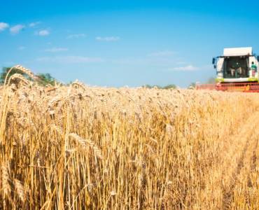 WASDE reduce pronósticos para soja, trigo y maíz