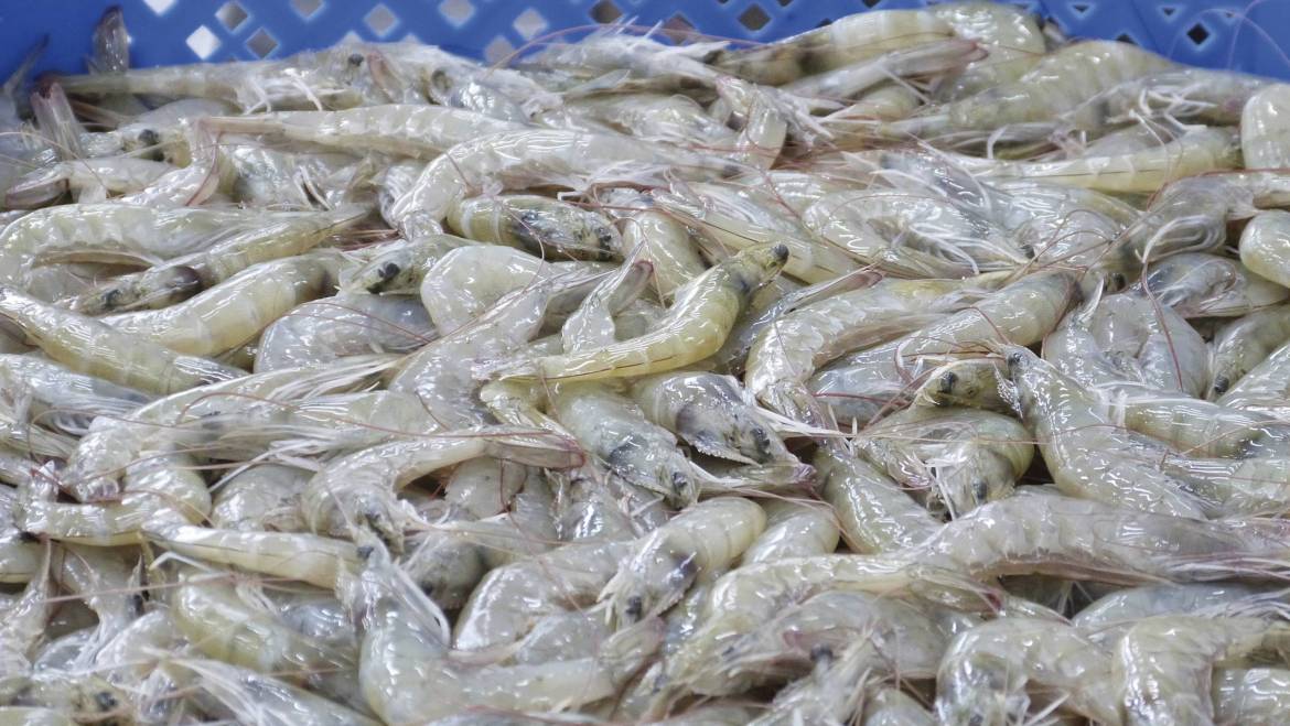 Desempaque del sector cultivo de camarón doméstico de china y lo que significa para la industria mundial del camarón