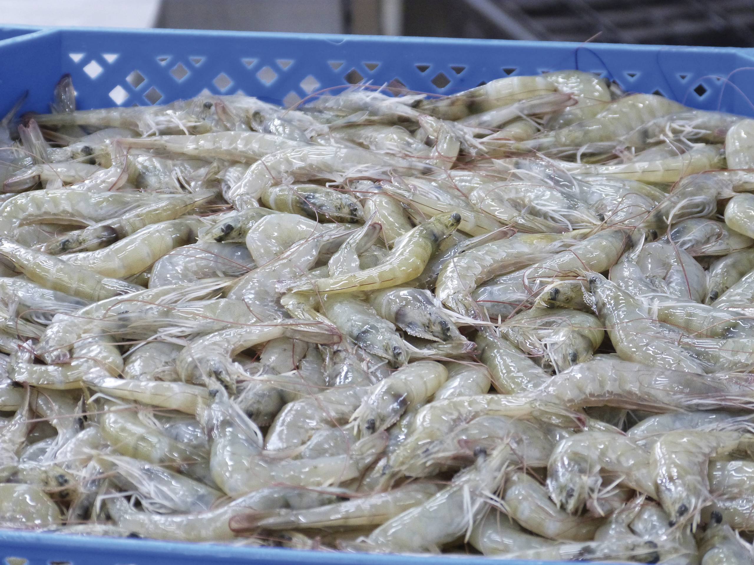 Desempaque del sector cultivo de camarón doméstico de china y lo que significa para la industria mundial del camarón