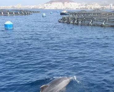 La Acuicultura Multitrófica como herramienta de ecoingeniería en los ecosistemas marinos
