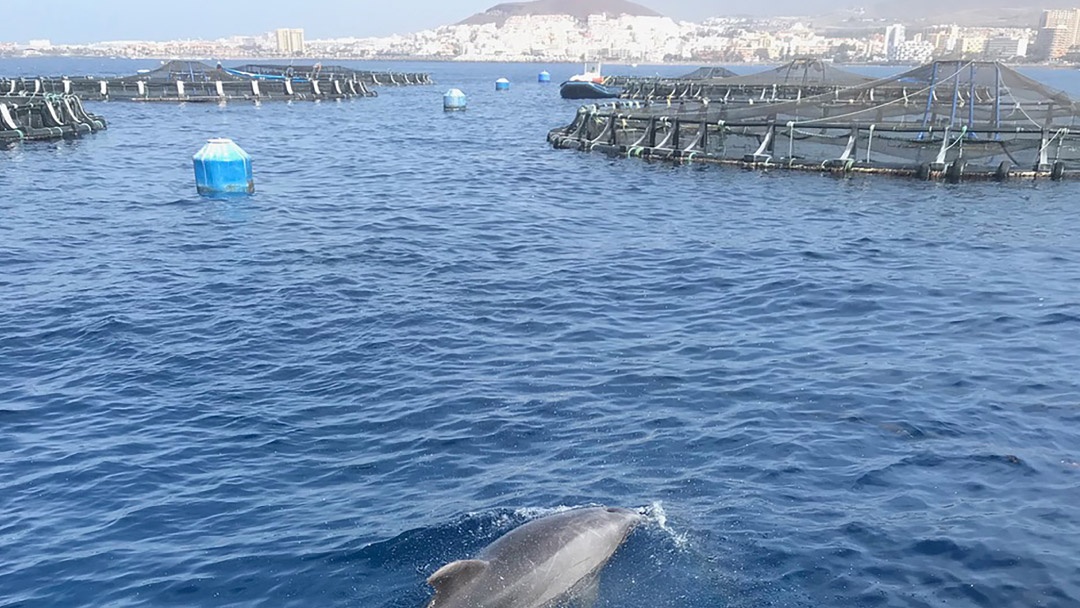 La Acuicultura Multitrófica como herramienta de ecoingeniería en los ecosistemas marinos