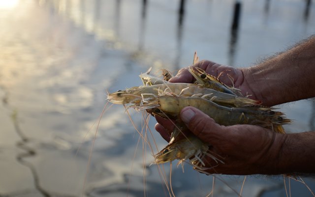 Comité Técnico de Normas de Acuicultura informa