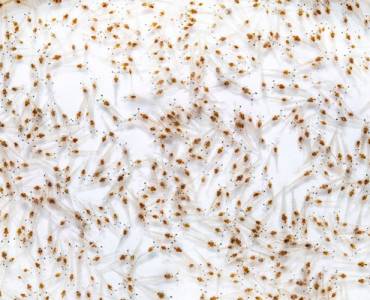 Perspectivas de los criaderos para 2024: camarones