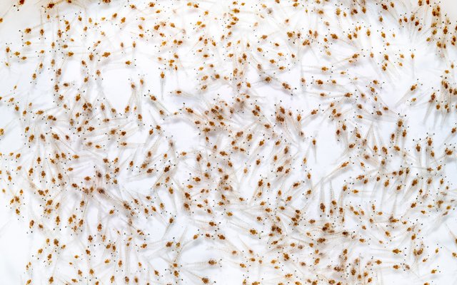 Perspectivas de los criaderos para 2024: camarones