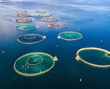 La producción de camarón tiene potencial para fortalecer la economía: entrevista con Rosendo García, Gerente Acuacultura México en ADM