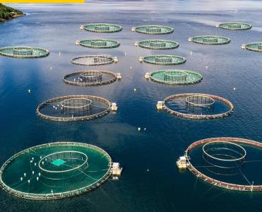 Temperatura del agua en la Acuicultura