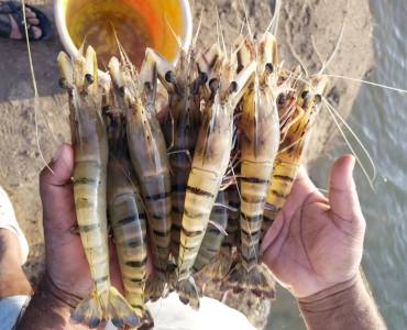 Explicación de los mariscos: Descubriendo los conocimientos de Monodon, una inmersión profunda con expertos