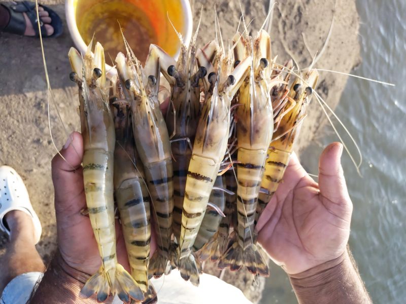 Explicación de los mariscos: Descubriendo los conocimientos de Monodon, una inmersión profunda con expertos