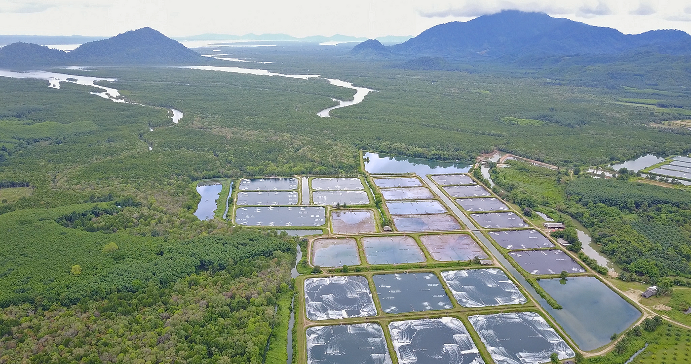Cómo superar y prevenir inundaciones en estanques camaroneros