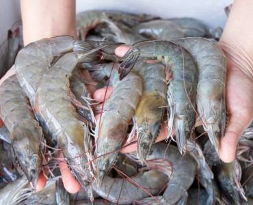 El aceite de krill mejora la reproducción del langostino tropical