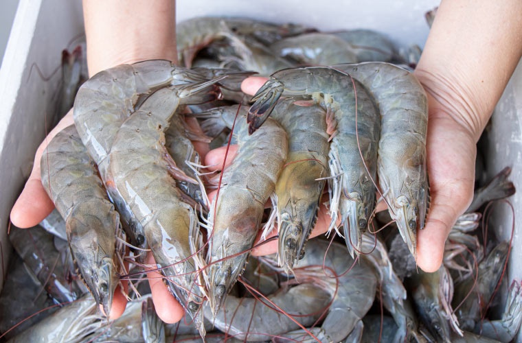 El aceite de krill mejora la reproducción del langostino tropical