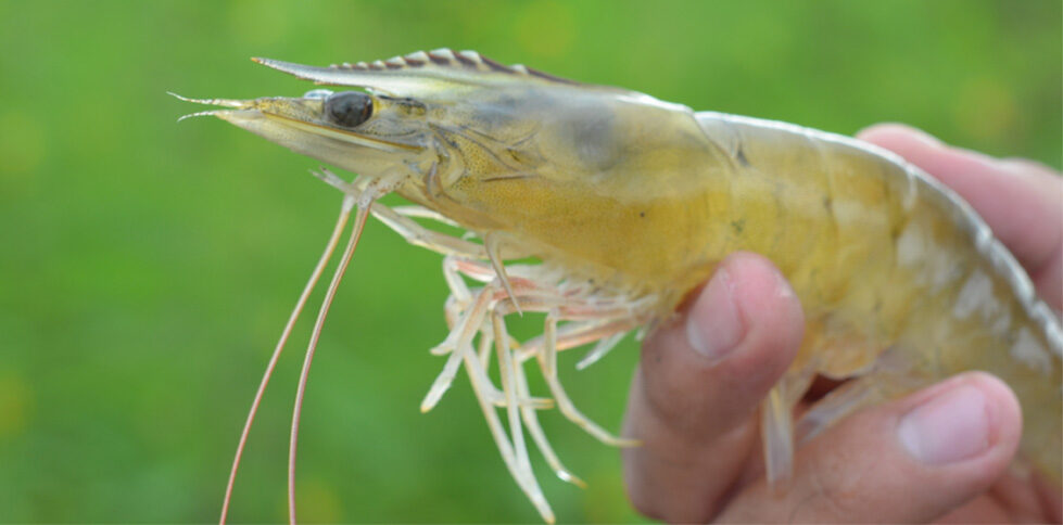 Exportaciones de Camarón ecuatoriano ABRIL 2024