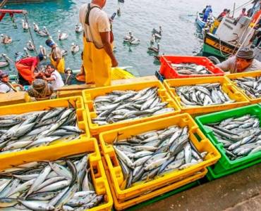 Capturan dos millones de toneladas de anchoveta en lo que va de la primera temporada de pesca