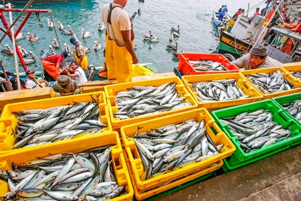 Capturan dos millones de toneladas de anchoveta en lo que va de la primera temporada de pesca