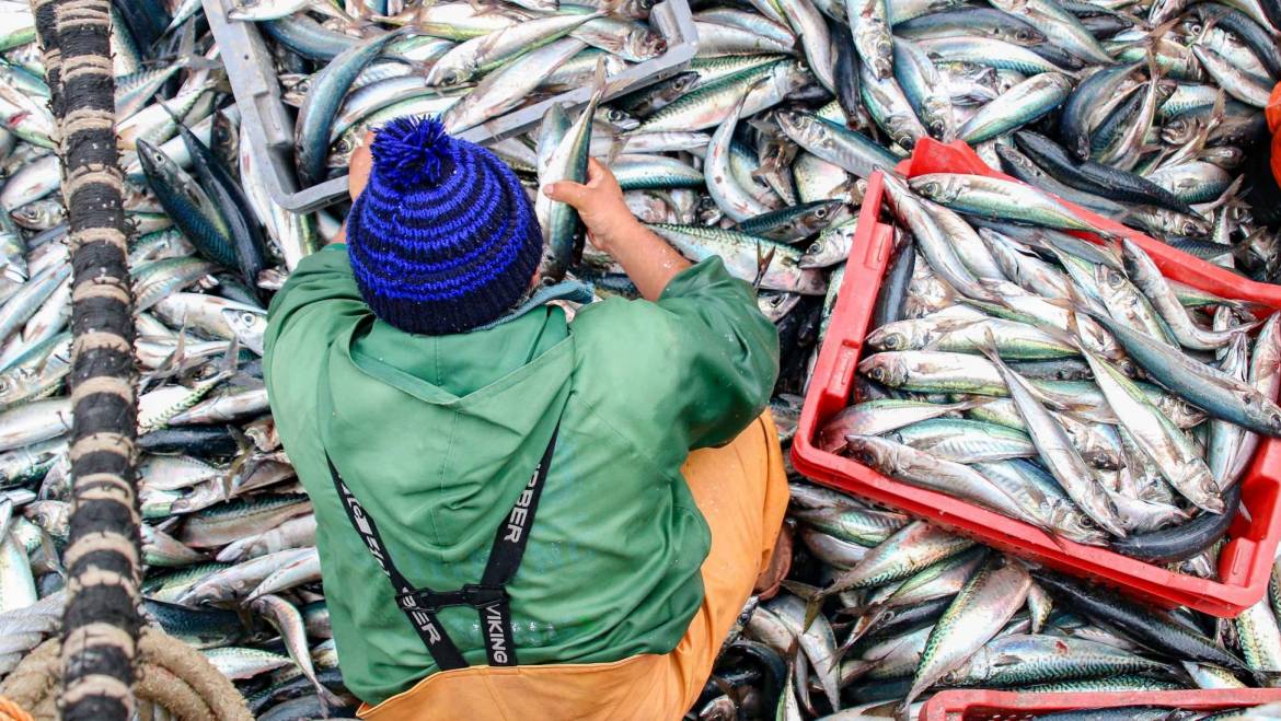 SOFIA 2024: LA PRODUCCIÓN MUNDIAL DE LA PESCA Y LA ACUICULTURA ALCANZA UN NUEVO MÁXIMO HISTÓRICO