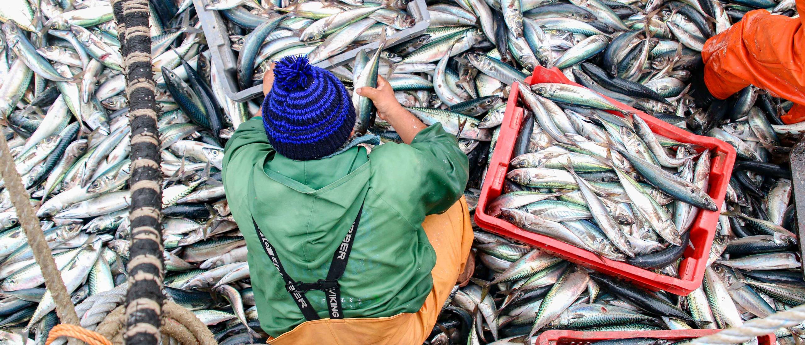 SOFIA 2024: LA PRODUCCIÓN MUNDIAL DE LA PESCA Y LA ACUICULTURA ALCANZA UN NUEVO MÁXIMO HISTÓRICO