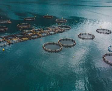La acuicultura alcanzará los 206 millones de toneladas en 2033, según informe de la OCDE
