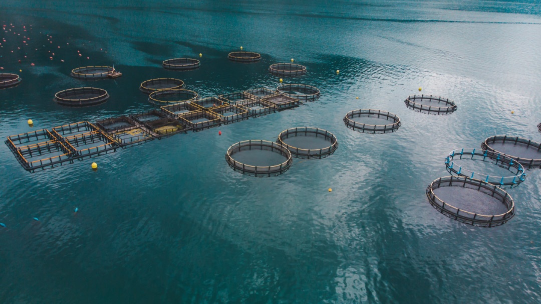 La acuicultura alcanzará los 206 millones de toneladas en 2033, según informe de la OCDE