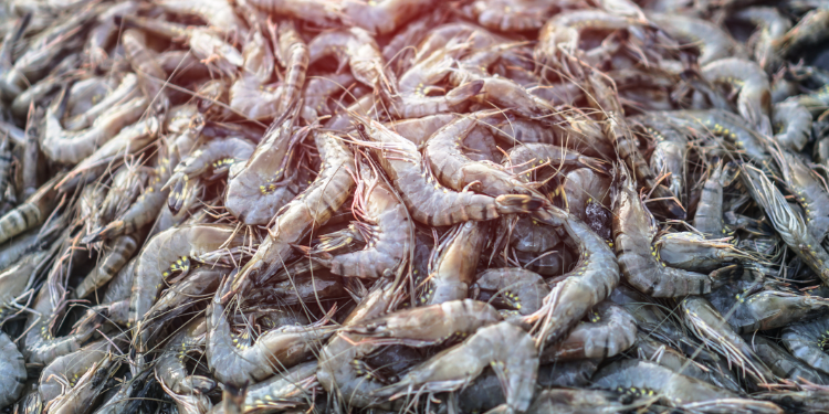 Cómo Crían Camarones Gigantes Sin Usar el Mar – El Proceso Secreto que Está Sorprendiendo al Mundo