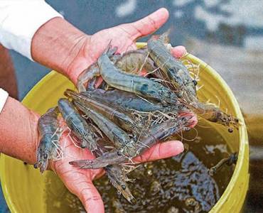El cultivo de langostinos en Perú en crisis: Se espera que la producción nacional caiga más de 46% en 2024
