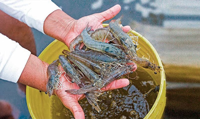 El cultivo de langostinos en Perú en crisis: Se espera que la producción nacional caiga más de 46% en 2024