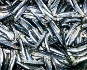 La producción de harina de pescado aumentará en 2024, informa IFFO