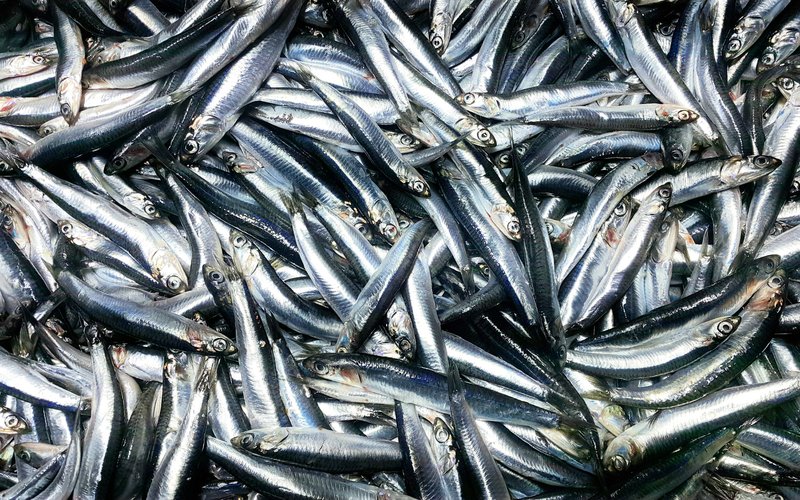 La producción de harina de pescado aumentará en 2024, informa IFFO