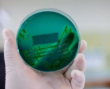 Investigadores identifican nuevas bacterias con potencial para ser usadas como probióticos en acuicultura