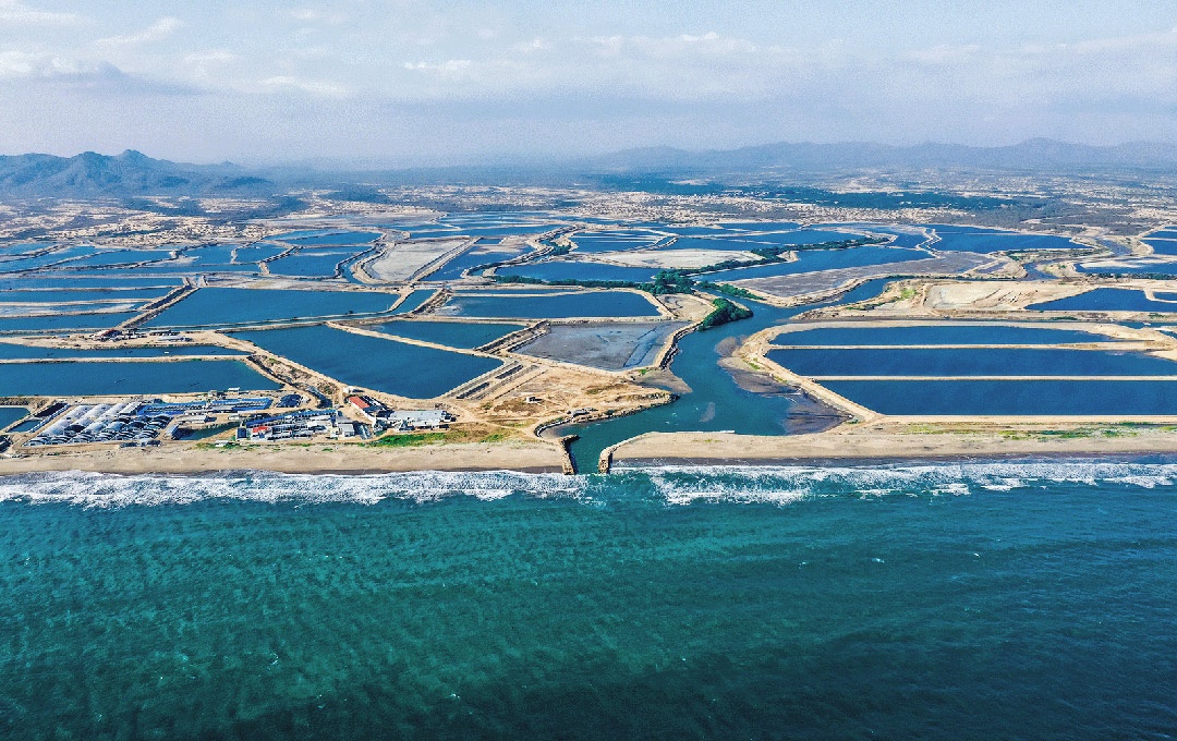 Cortes eléctricos en Ecuador amenazan el rendimiento de la cadena de producción de camarones del país
