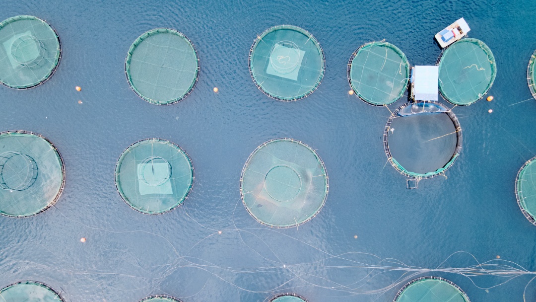 Países del Mediterráneo acuerdan reforzar esfuerzos para la sostenibilidad de la acuicultura