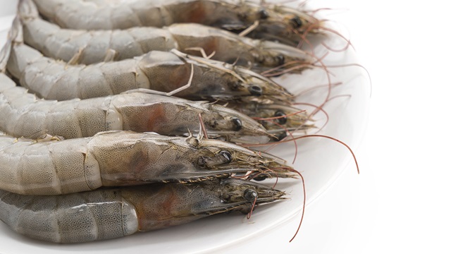 Camarón del futuro: la simbiosis de la ingeniería y la biotecnología para una acuicultura sostenible y de alto rendimiento