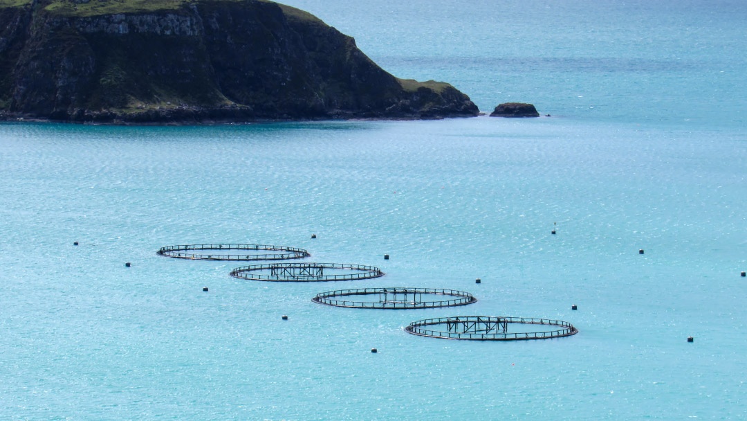 Uso del Índice de Exposición para maximizar la eficiencia en acuicultura