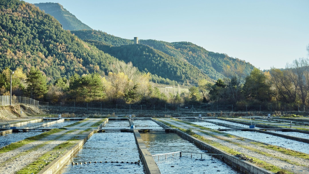 La UE lidera la sostenibilidad en la acuicultura con nuevas directrices estratégicas