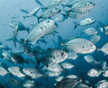 AESAN abre procedimiento para designar un centro de bienestar animal en acuicultura