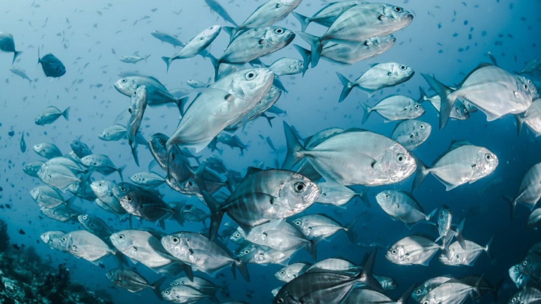 AESAN abre procedimiento para designar un centro de bienestar animal en acuicultura