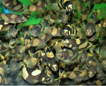 El mero puede ser un factor innovador para la agricultura terrestre en RAS